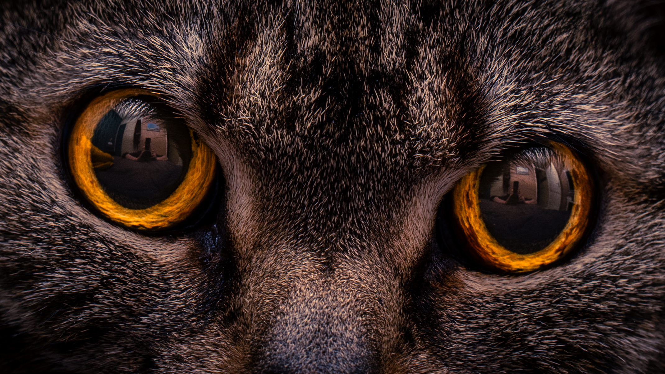 Lola, my domesticated mini-tiger