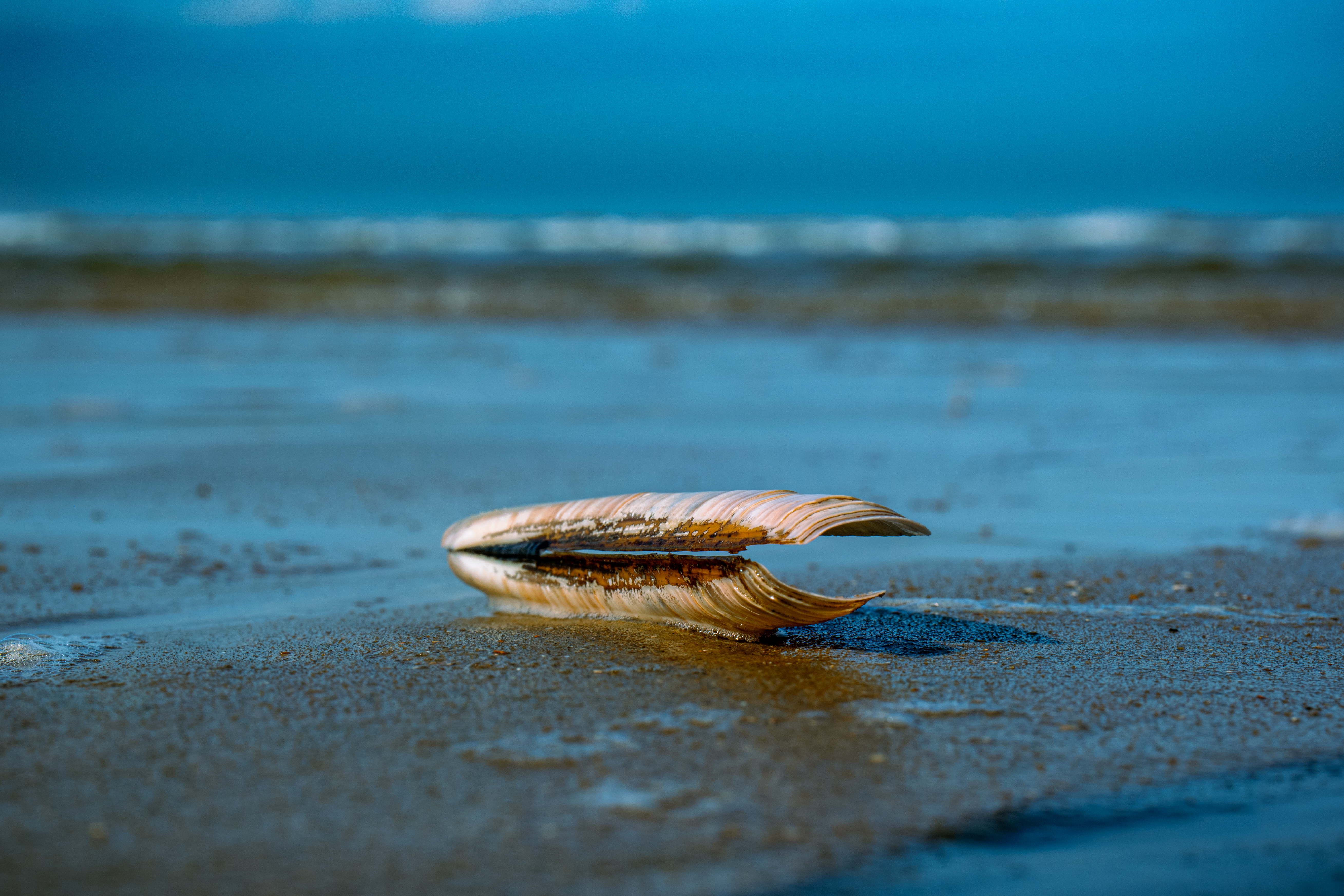 Shell at Castricum beach