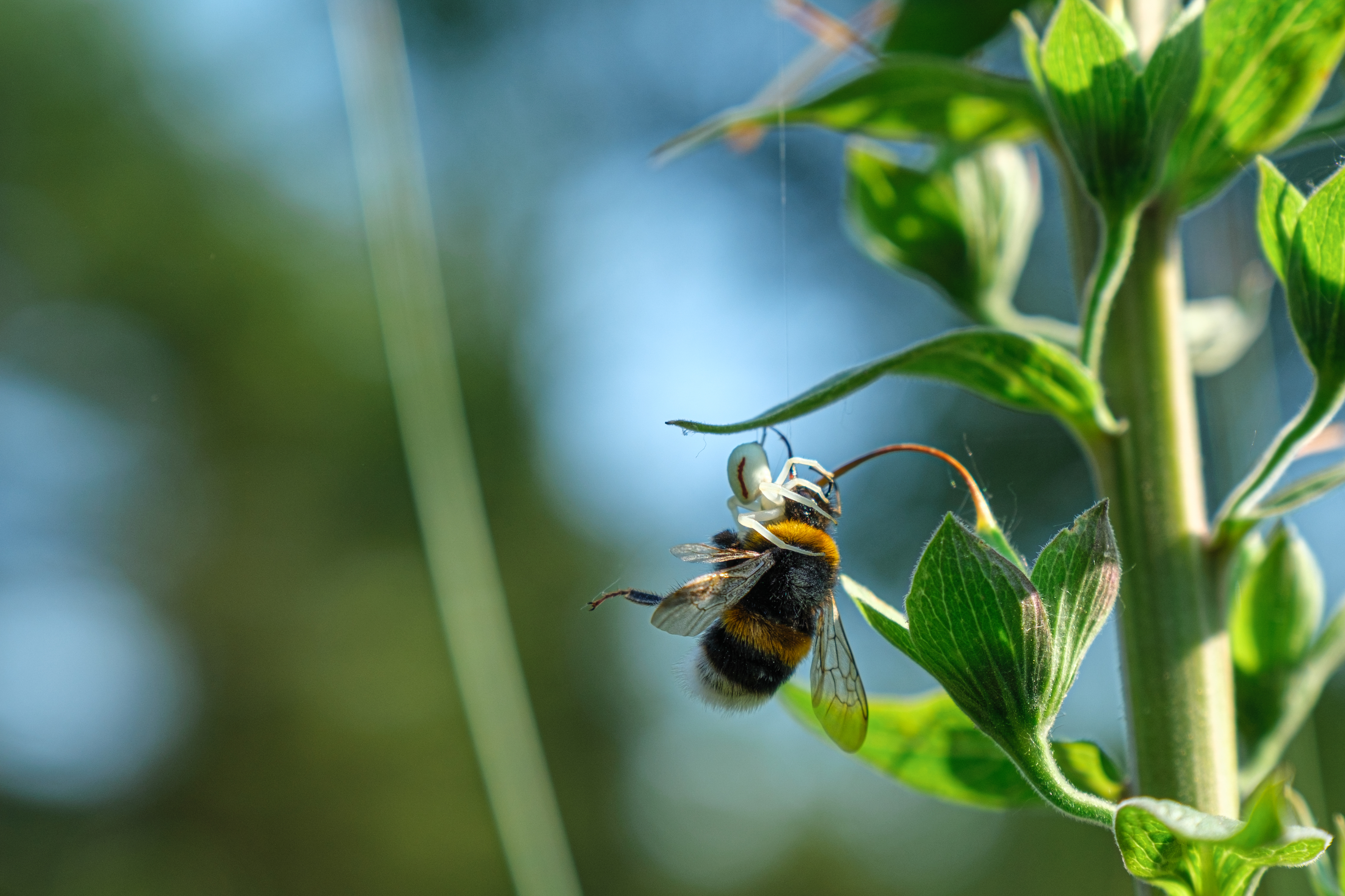 The little spider that could!